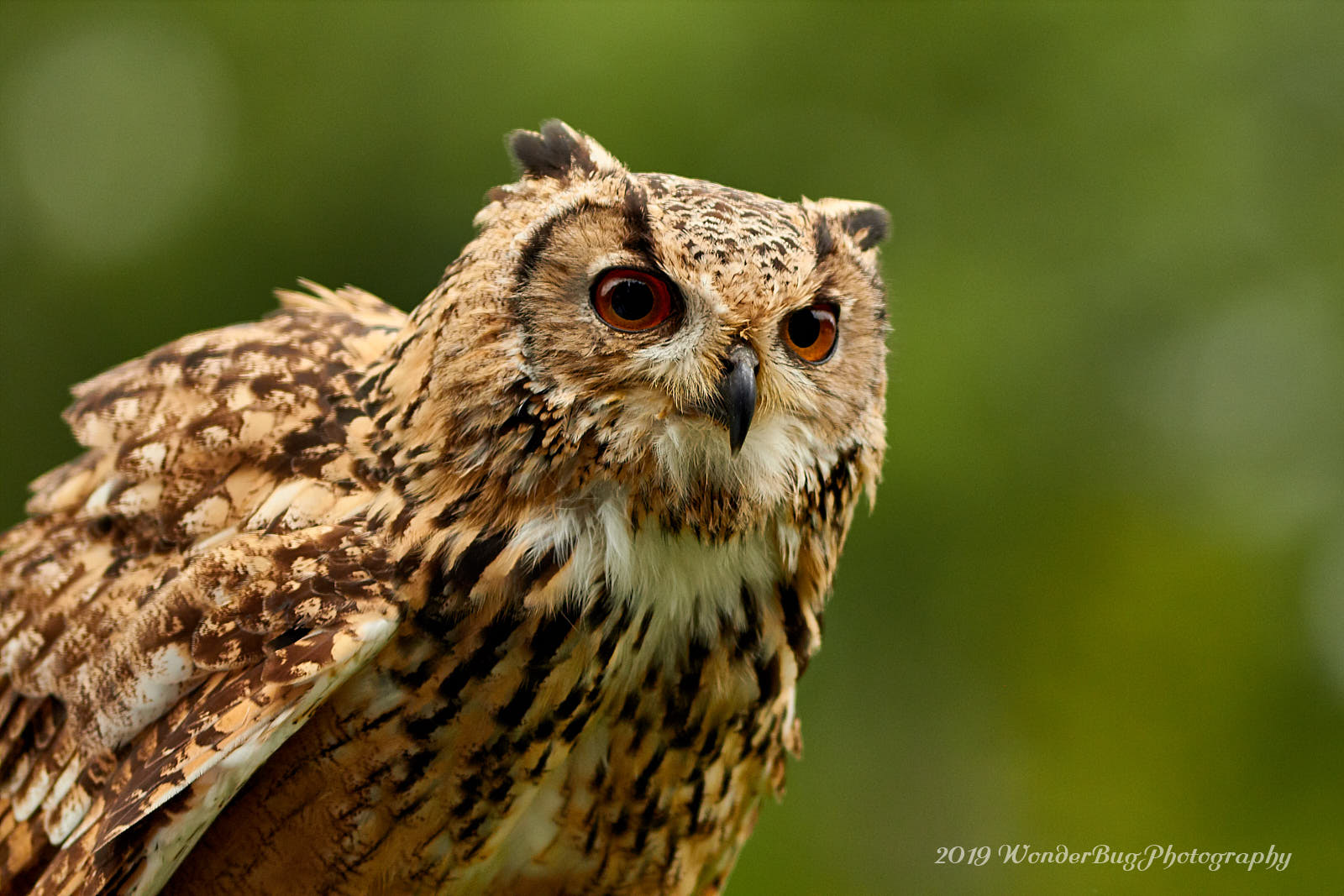 https://whatremovals.co.uk/wp-content/uploads/2022/02/Owl & Bird Of Prey Sanctuary-300x200.jpeg